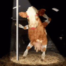 cow-pole-dancing.gif.9c2dbfd59ad38c4b95552d0594d72e49.gif